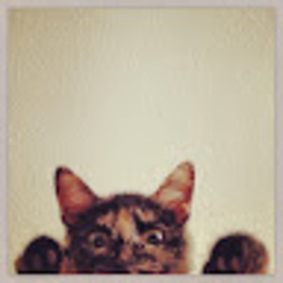 Meet your Posher, Glizza - Picture 1 of 1